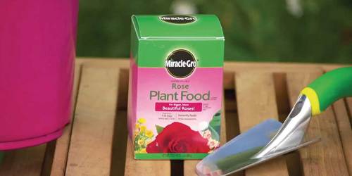 Miracle-Gro Rose Plant Food 1.5-Pound Box Only $3.92 Shipped on Amazon (Regularly $7)
