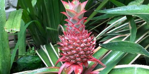 Red Pineapple Plant Now Available on The Home Depot