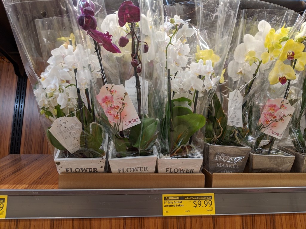 white, pink, and yellow orchid plants at aldi