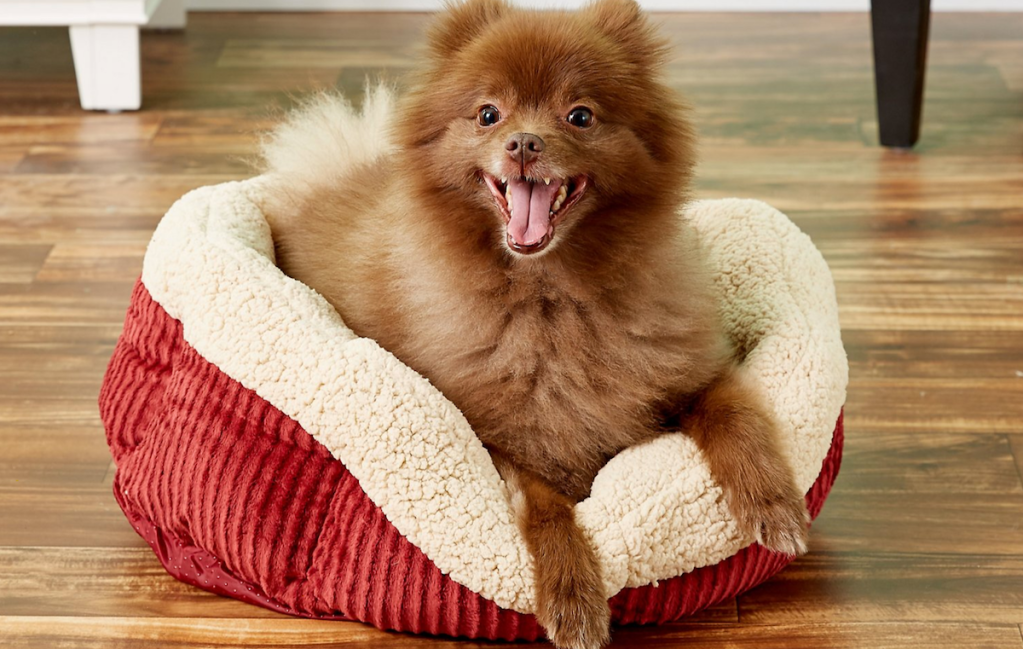 dog sitting on a red and cream dog bed