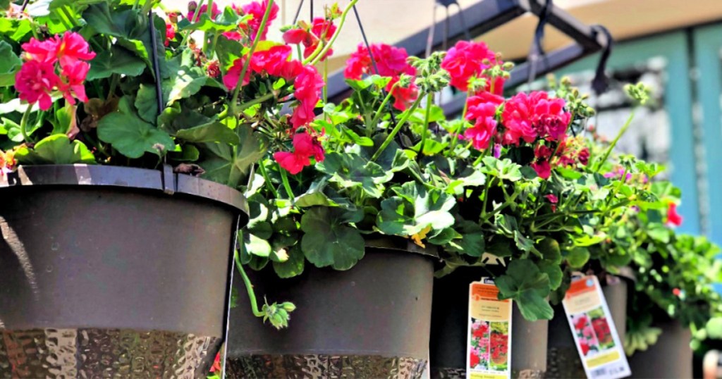 hanging baskets at lowes flowers