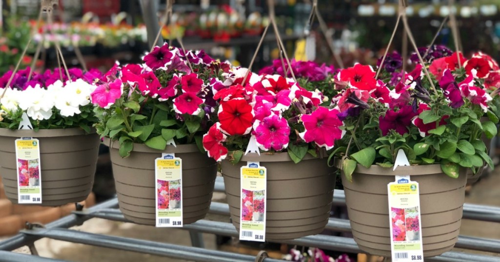 hanging baskets at lowes pink flowers