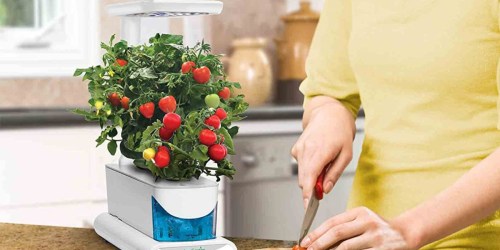 AeroGarden Compact Indoor Garden & Herb Seed Kit Only $57.99 on Woot.com (Regularly $100)