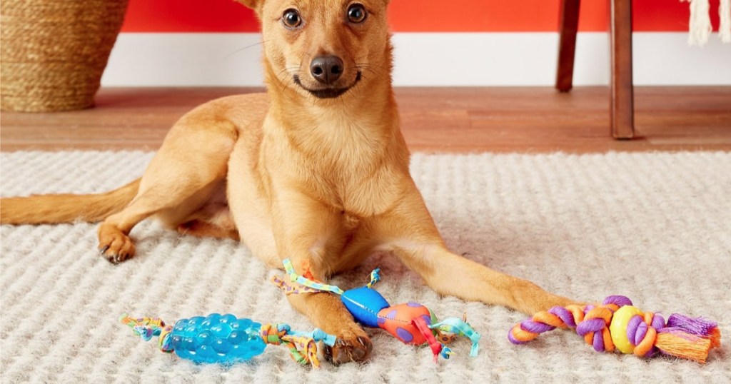 Dog with Pet Toys