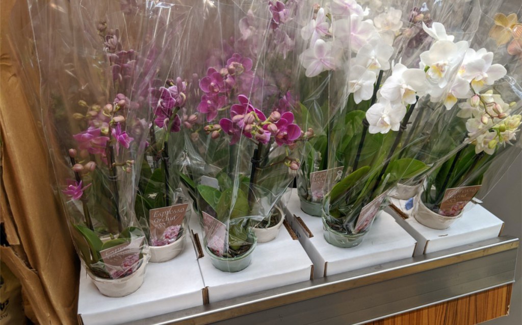various colored orchids in store