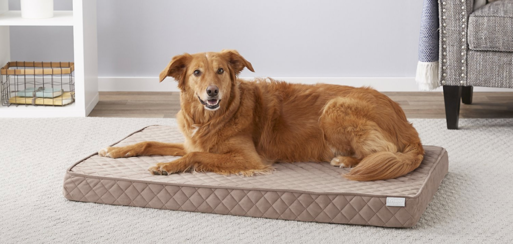 dog laying on a dog bed