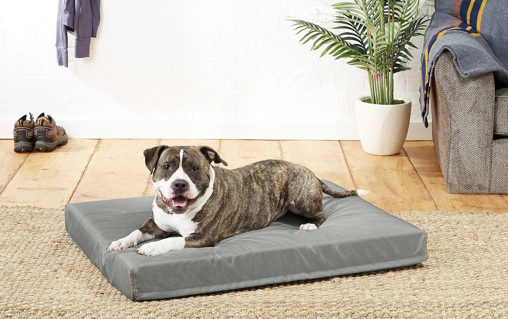 Large dog on Frisco XL Bed