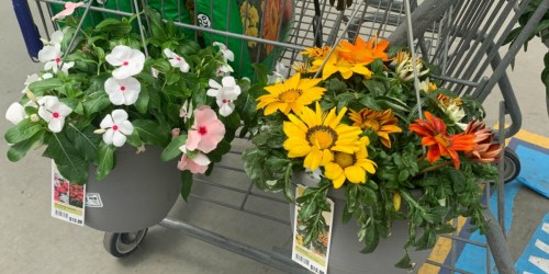 Lowe’s 4th of July Sale – $5 Hanging Baskets, $2 Premium Mulch & More