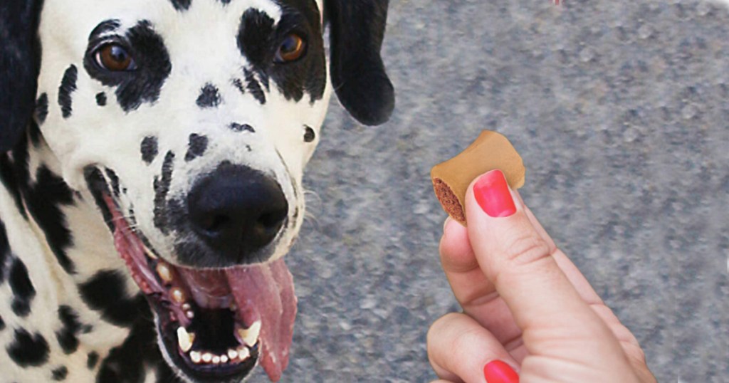 womans hand holding a dog treat with a dalmation looking at it