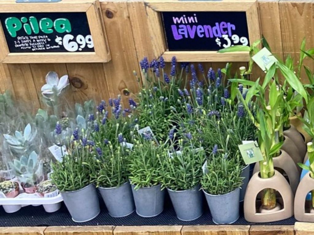 mini lavender plants