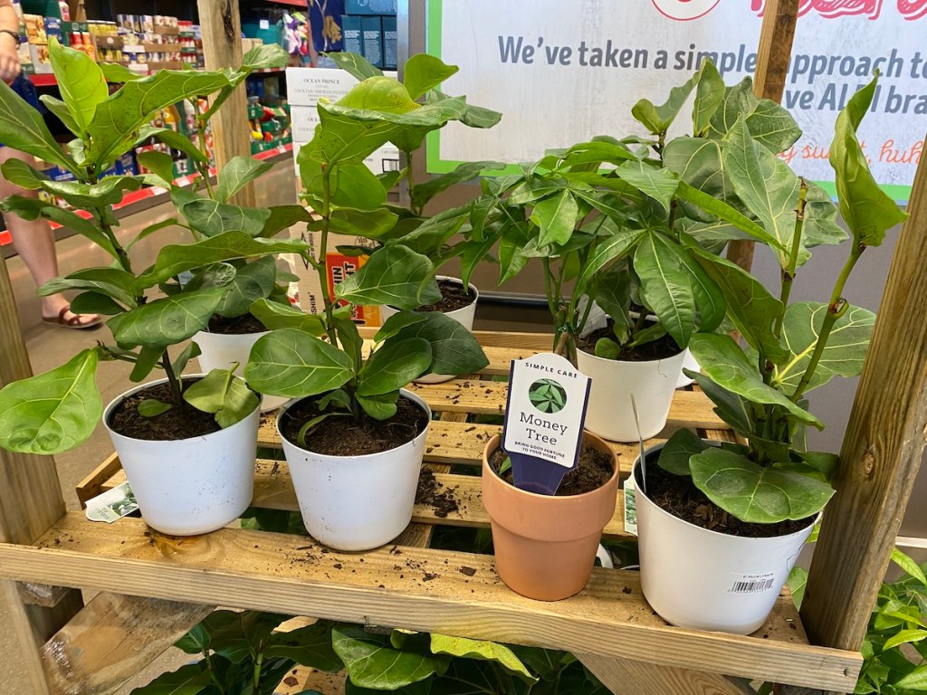 ALDI House Plants from 5.99 Money Tree, Orchid, & Fiddle Leaf Fig Plant