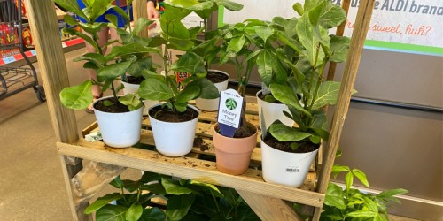 ALDI House Plants from $5.99 | Money Tree, Orchid, & Fiddle Leaf Fig Plant