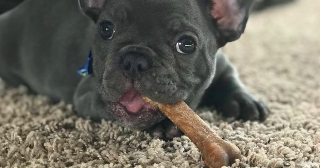 Cute dog chewing Nylabone Dog Bone