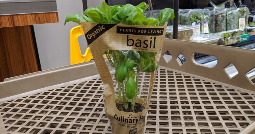 basil plant in store