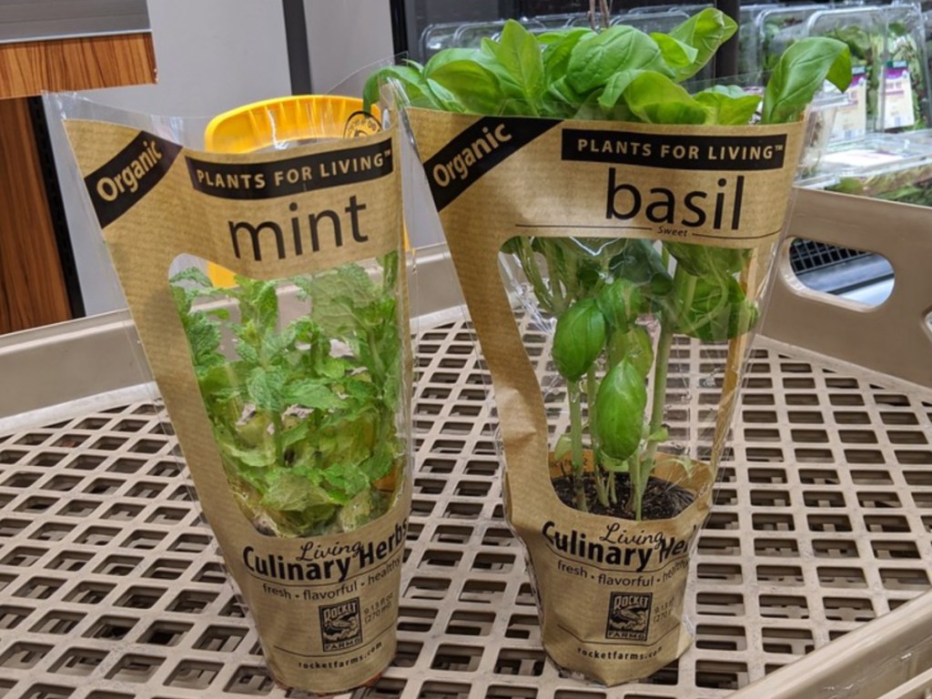 mint and basil plants in store
