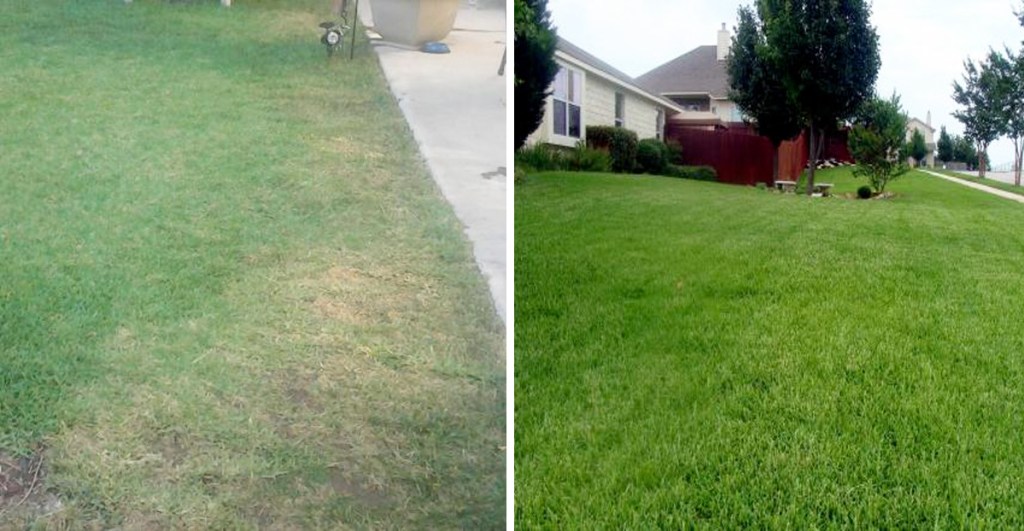 before and after photos of a dry lawn to deep green lawn