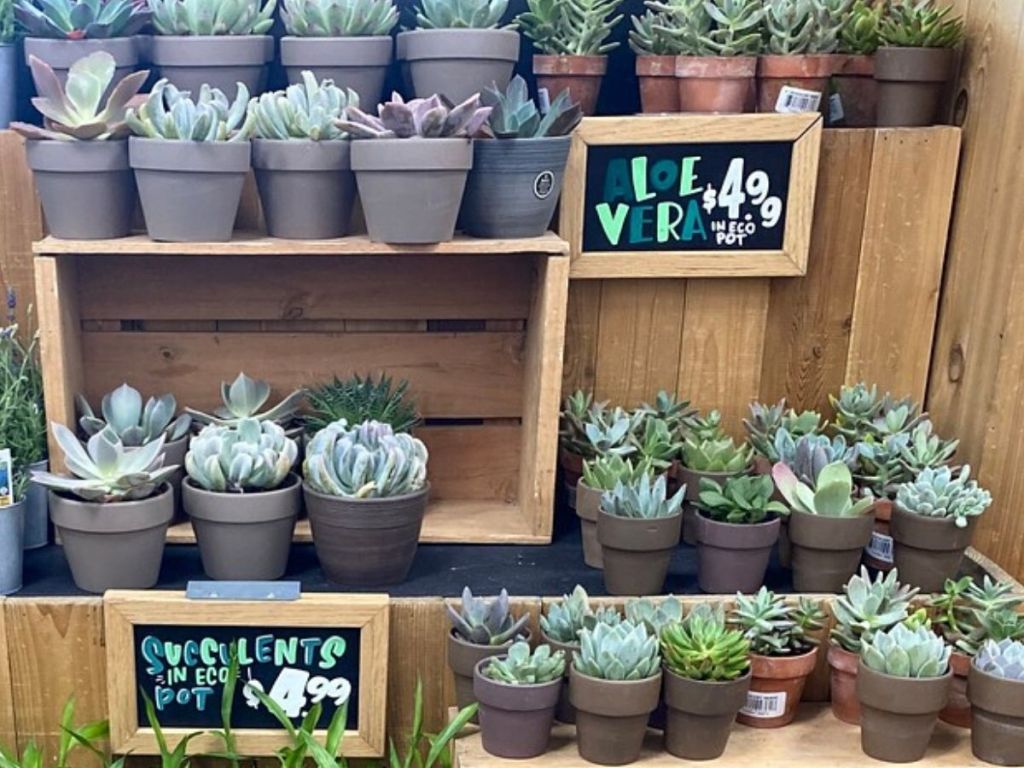 aloe and succulent plants on a display shelf 