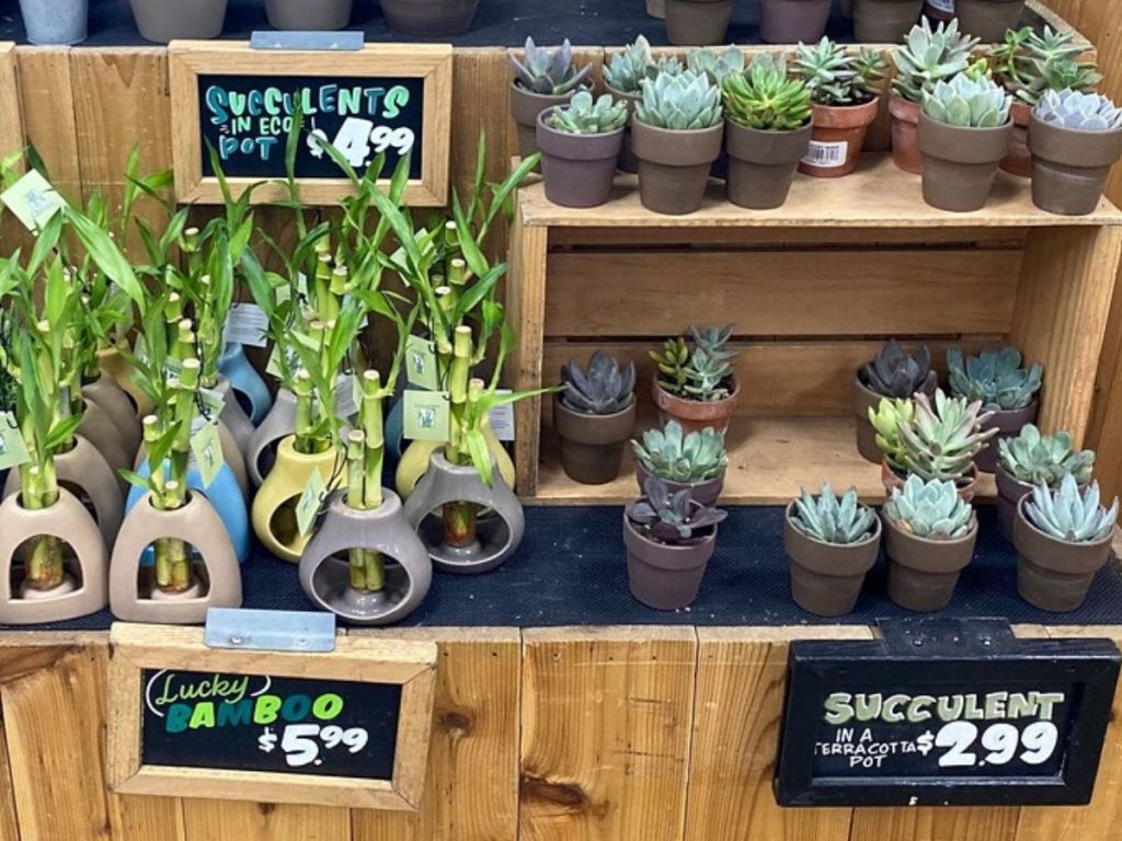 bamboo plants and succulents