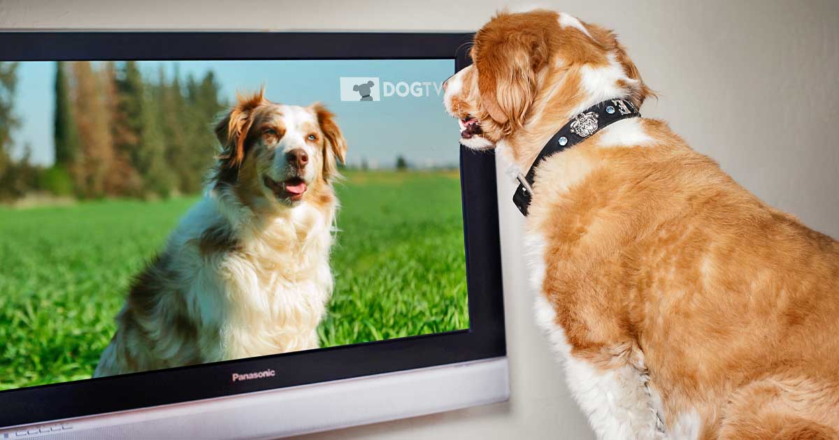 dog tv streaming free