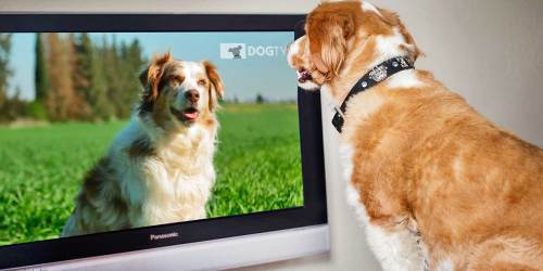 Did You Know There’s a Dog TV Channel?! And Your Furry Friend Can Try it FREE!