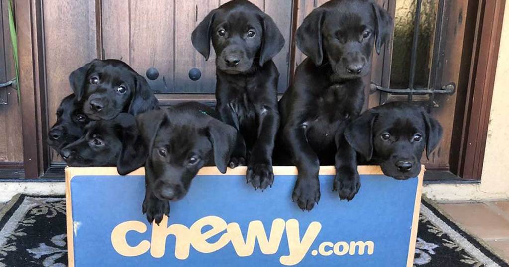 three dogs in chewy box