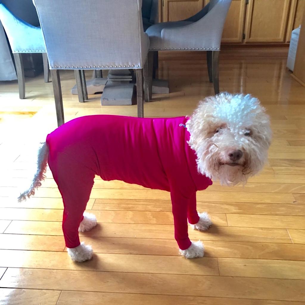little dog wearing pink onesie 