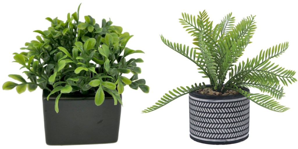 plants in planters