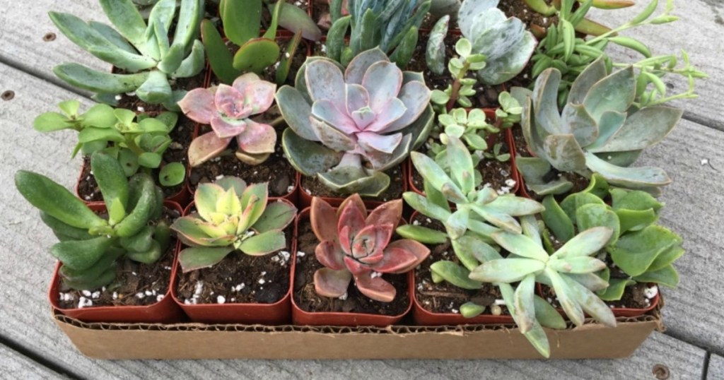 potted succulents 