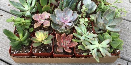 12 Live Mini Succulents Only $20 on Amazon | Just $1.70 Each
