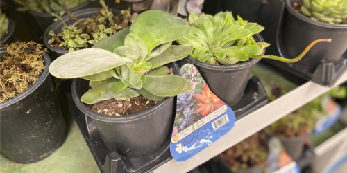 Costco is Selling 8-Packs of Succulents for Just $9.97 | Only $1.25 Per Plant