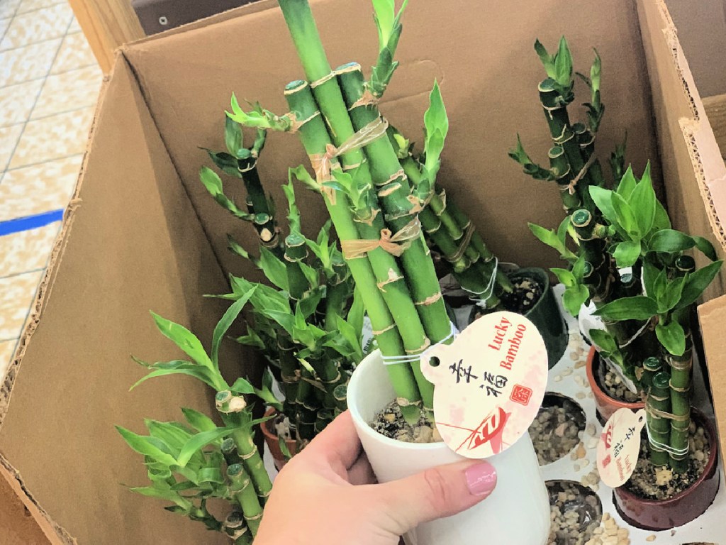 4" Lucky Bamboo at ALDI