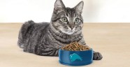 Blue Buffalo Cat Food 11lb Bag Only 16 62 Shipped On Amazon Regularly 