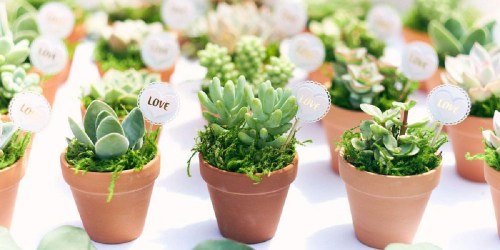 20 Potted Succulents Only $32 Shipped on HomeDepot.com (Regularly $47)