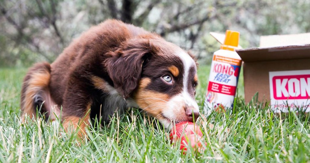 brown and white puppy laying in grass with red kong toy and can of kong easy treat