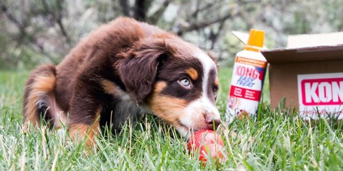 4 Kong Dog Treat Spray Cheese Cans Just $18 Shipped (Regularly $40) | Only $4.50 Each