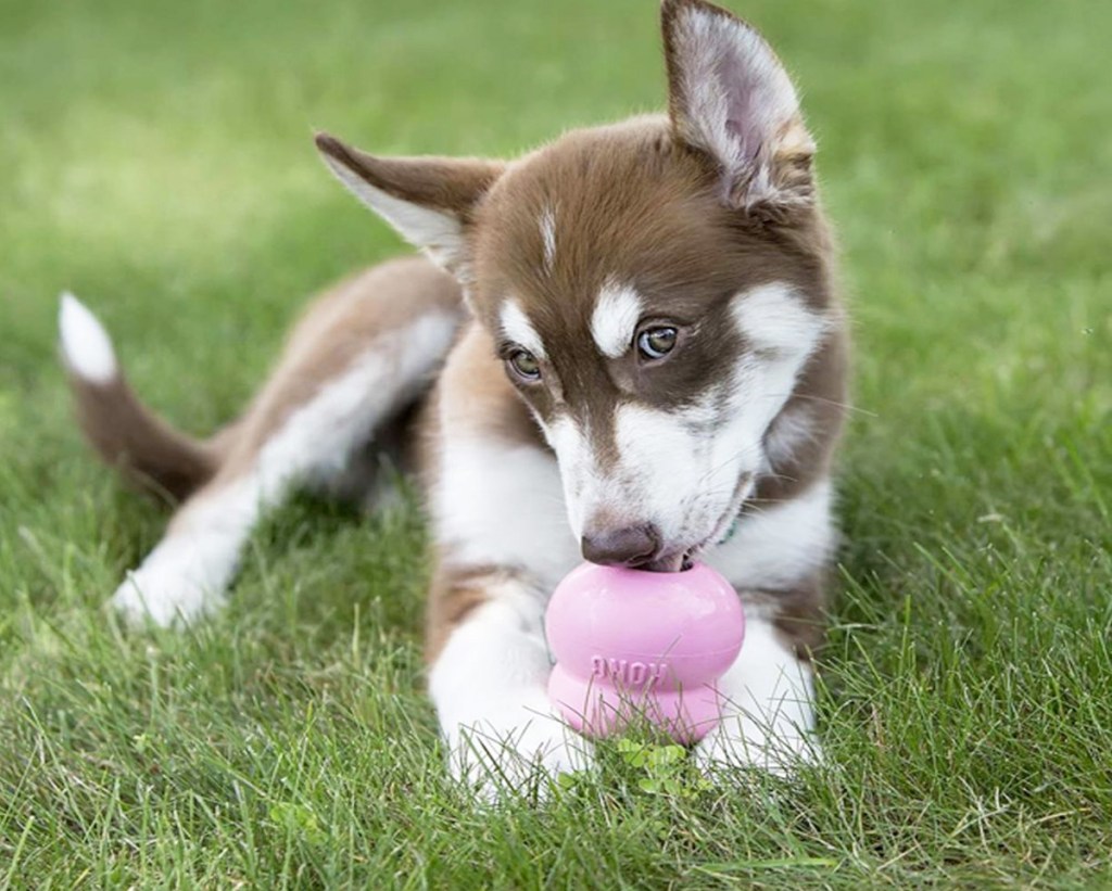 brown and white husky puppy laying in grass with pink kong toy