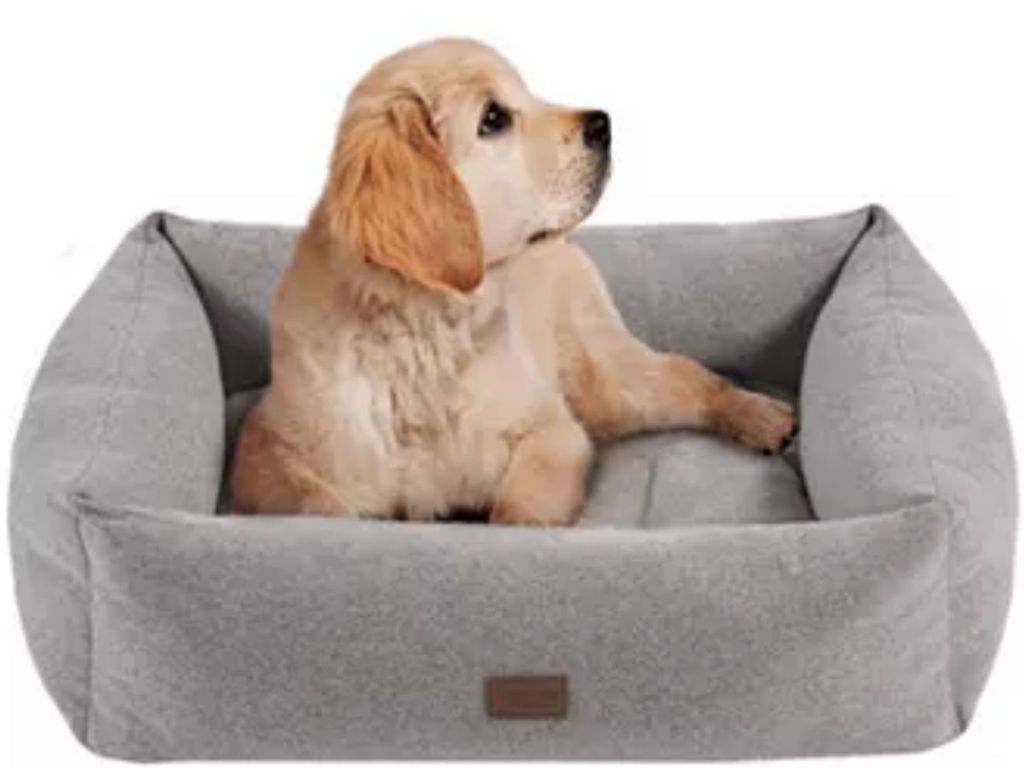 Cocker Spaniel in Dog Bed