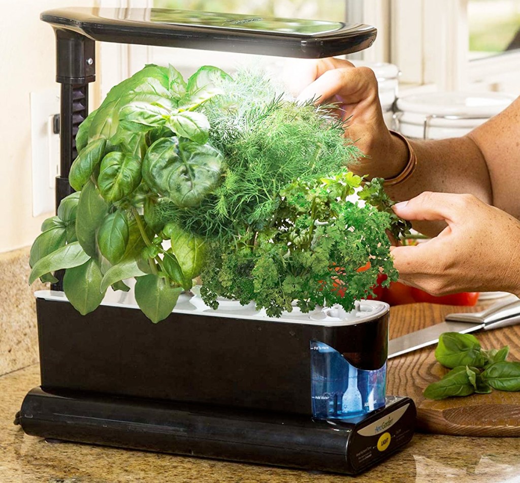 black indoor hydroponic planter with fresh herbs growing in it on kitchen counter