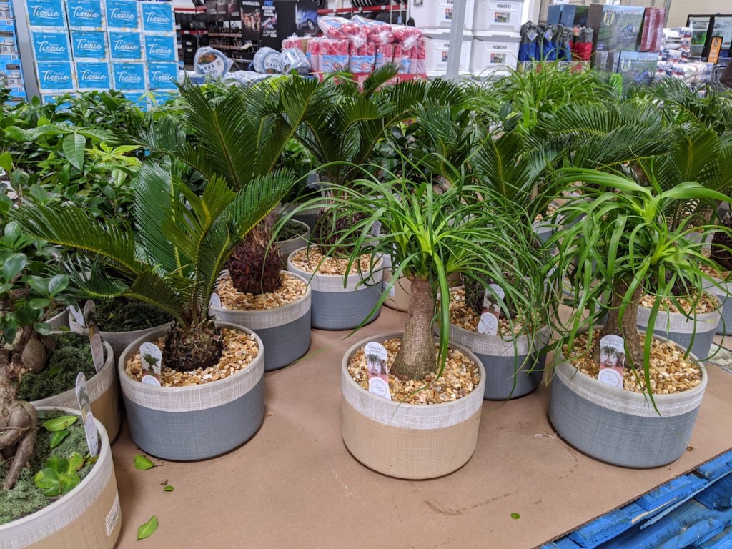 Palm Plants on table at Sam's club