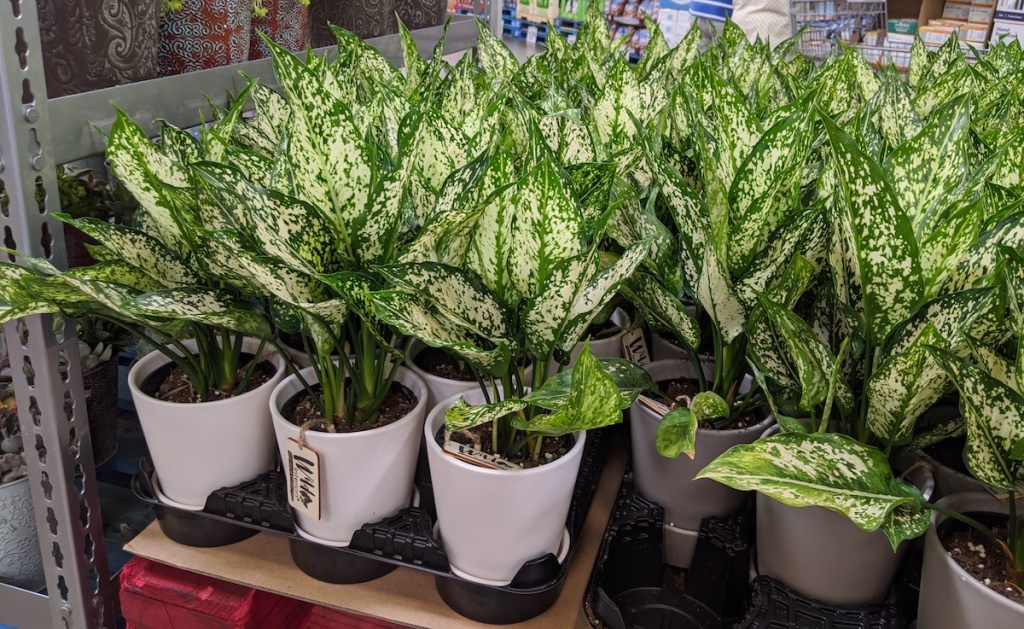 plants on table at Sam's Club
