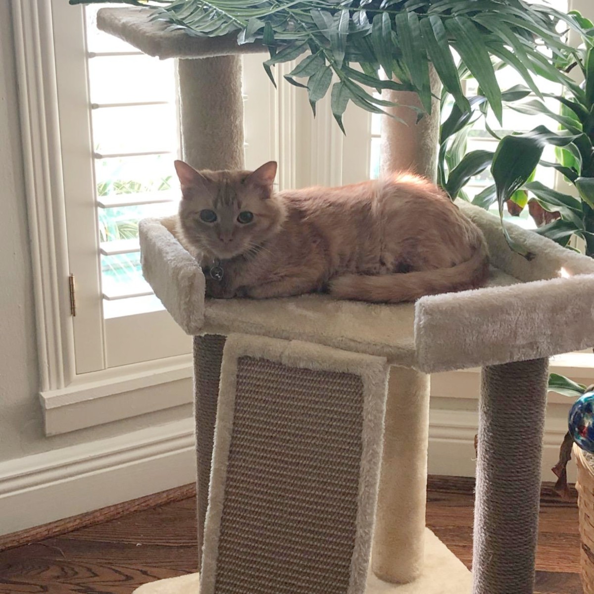 amazon cat tree sale