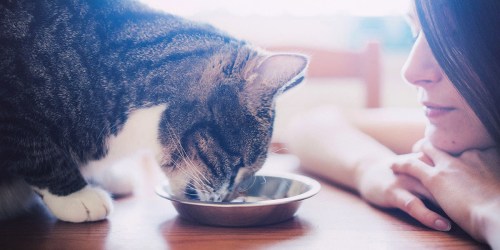 Iams Wet Cat Food 24-Pack from $15 Shipped on Amazon