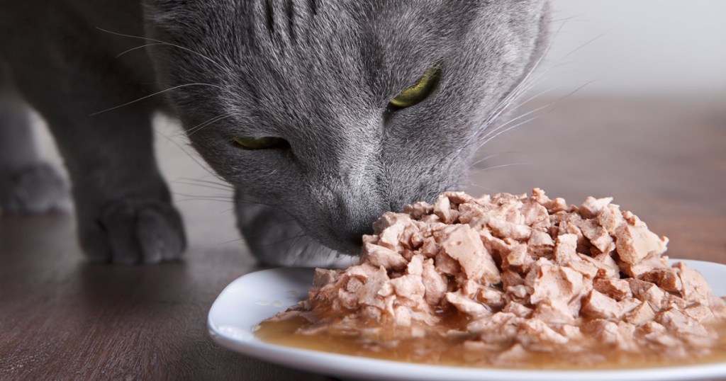 Simply Nourish Wet Cat Food Cans Just 27 Free Store Pickup At Simply nourish wet cat food cans just 27 free store pickup at