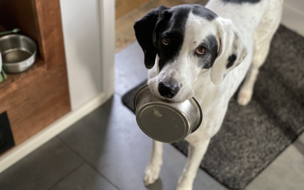 dog holding bowl
