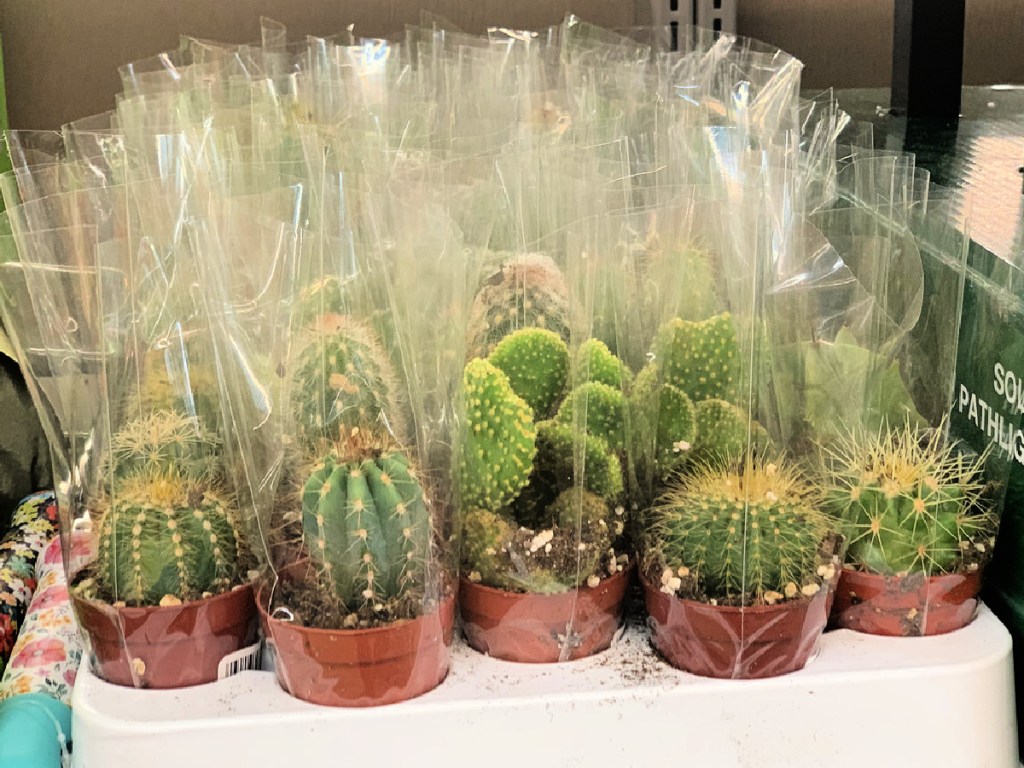 mini cactus plants in ALDI