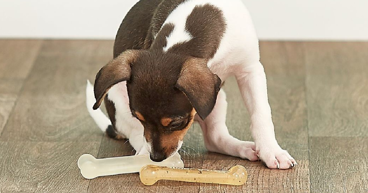 dog chew toy stuck to floor
