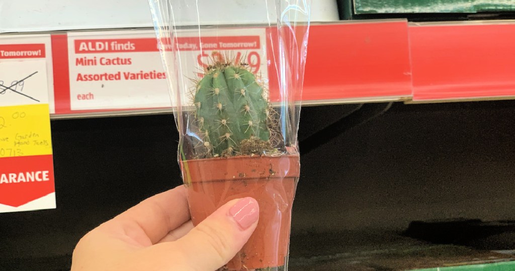 person holding mini cactus in ALDI