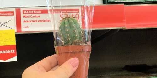 Mini Cactus Plants Only $2.49 at ALDI + Summer Clearance Finds