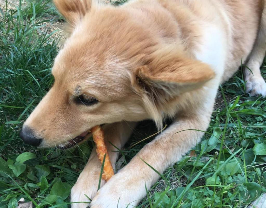 canine eating on a reward