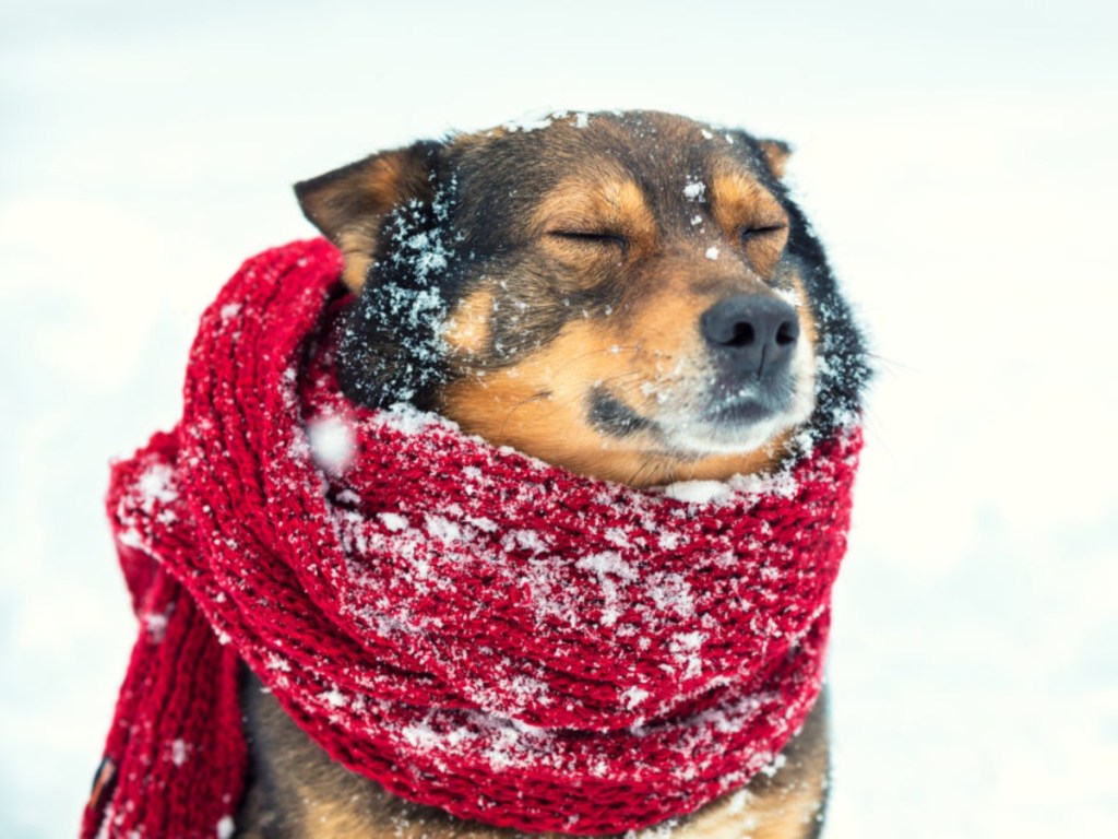 dog wearing red scarf in snow